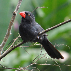 Saltator fuliginosus