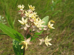 Asclepias ovalifolia