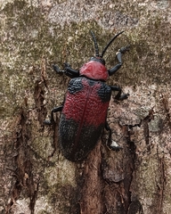 Coraliomela aeneoplagiata