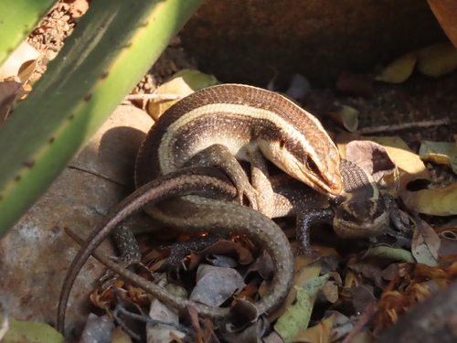 African Striped Skink, Hoedspruit Endangered Species Centre, photo 8 of 10