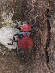 Coraliomela aeneoplagiata