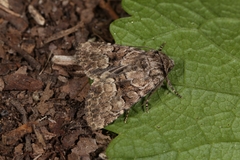 Clemathada calberlai