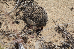 Scopula ancellata