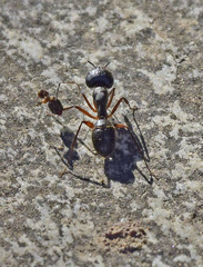 Camponotus ionius