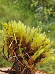 Philonotis caespitosa