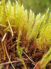 Philonotis caespitosa