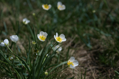 Ranunculus kuepferi
