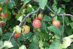 Prunus