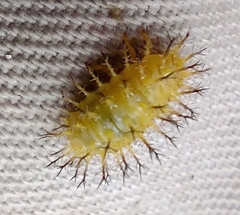 Epilachna varivestis