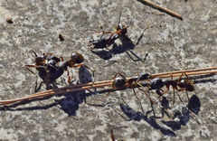 Camponotus ionius