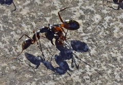 Camponotus ionius