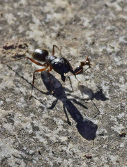 Camponotus ionius