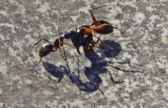 Camponotus ionius