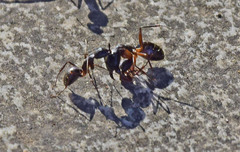 Camponotus ionius