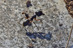 Camponotus ionius