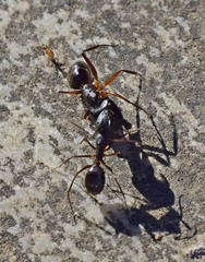 Camponotus ionius