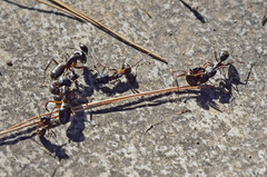 Camponotus ionius
