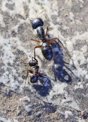 Camponotus ionius