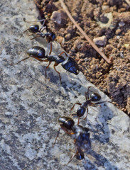 Camponotus ionius