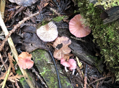 Entoloma roseum