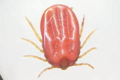 Rhipicephalus microplus
