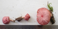 Entoloma roseum