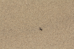 Cicindela limbata nympha