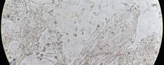Entoloma roseum