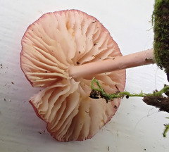 Entoloma roseum