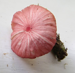 Entoloma roseum