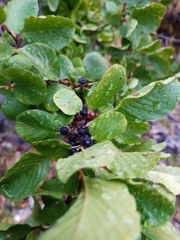 Rhamnus alpina