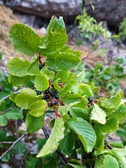 Rhamnus alpina