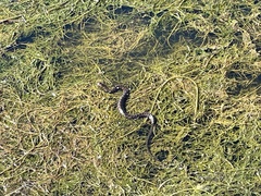 Nerodia sipedon williamengelsi