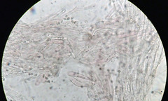 Entoloma roseum