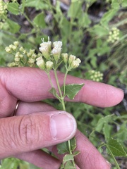 Ageratina herbacea