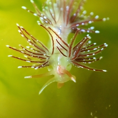 Sakuraeolis enosimensis