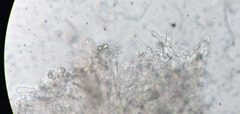 Entoloma roseum