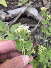 Ageratina herbacea