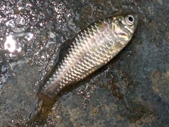 Puntius sophore