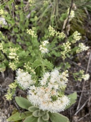 Ageratina herbacea
