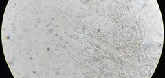 Entoloma roseum