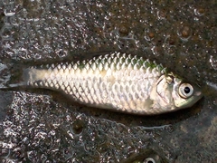 Puntius sophore