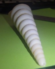 Turritella terebra