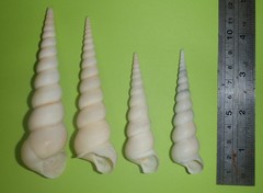 Turritella terebra