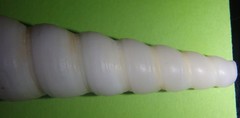 Turritella terebra