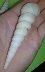 Turritella terebra