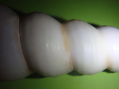 Turritella terebra