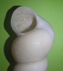 Turritella terebra