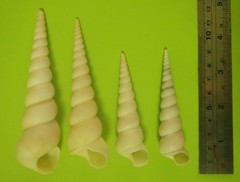 Turritella terebra