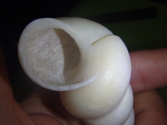 Turritella terebra